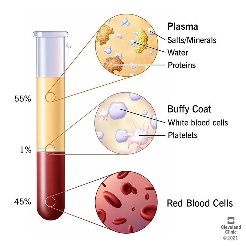 Learnt biology tutor liza talks about blood cells and their 4 elements.