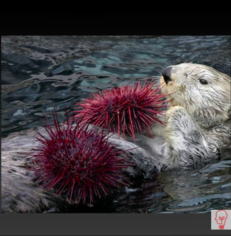 Learnt ESL Tutor Malia Talks About Sea Otters