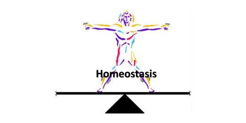 Learnt Biology Tutor Dawn goes through a lesson about homeostasis